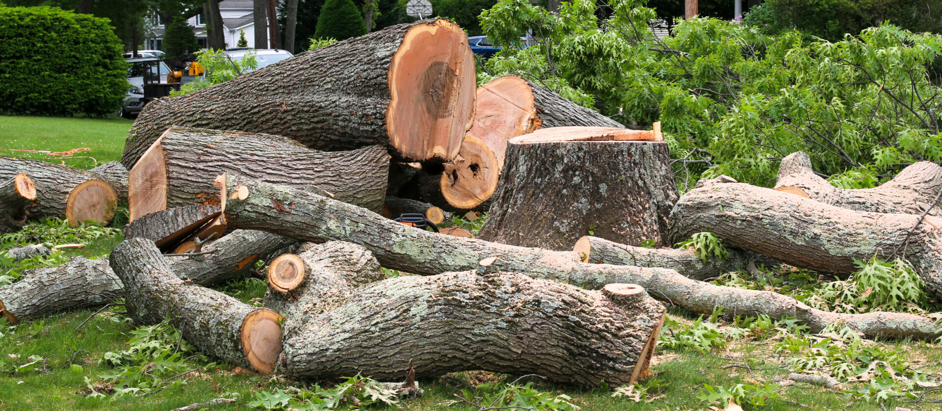 Tree removal and trimming crew working on a residential property